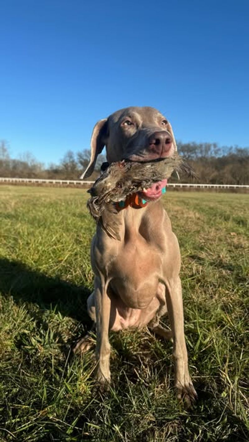 Weimaraner