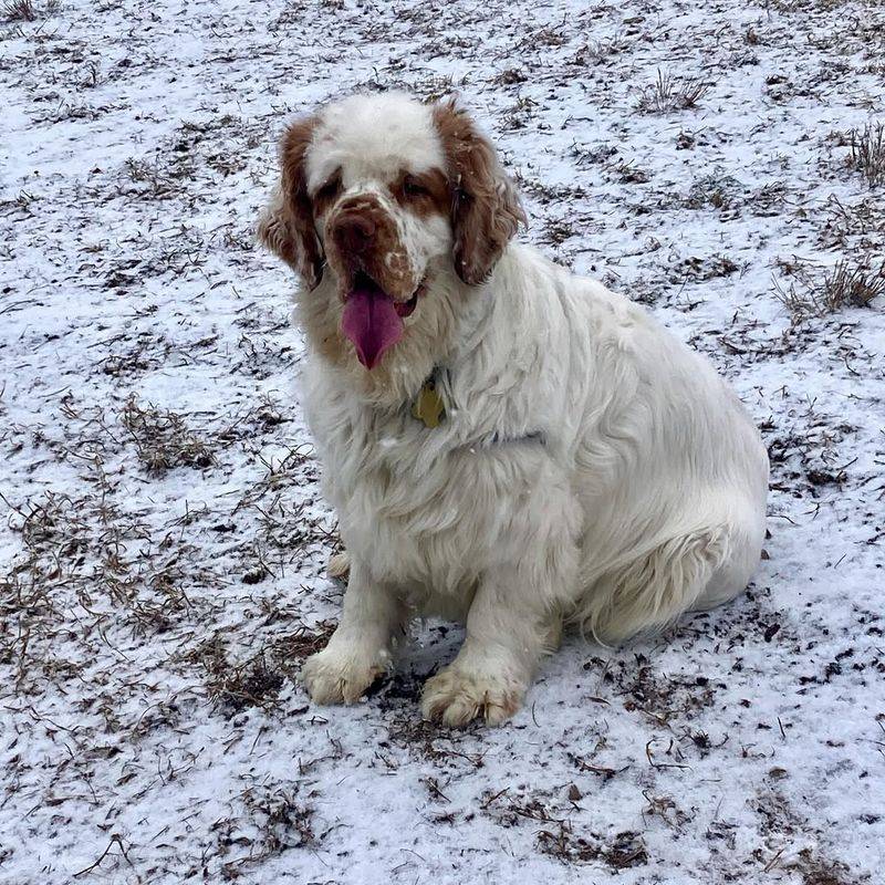 Clumber Spaniel