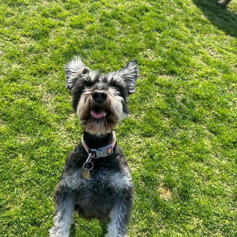 Miniature Schnauzer