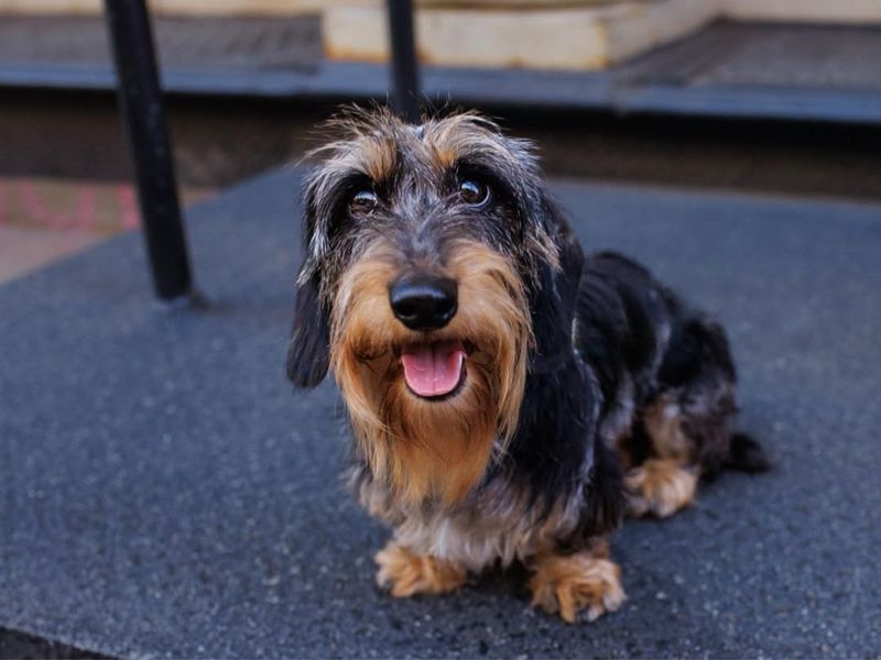 Wirehaired Dachshund