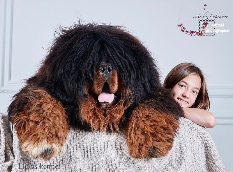 Tibetan Mastiff