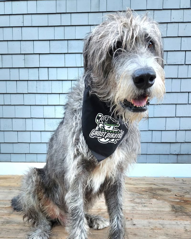 Irish Wolfhound