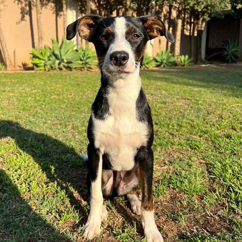 Border Collie