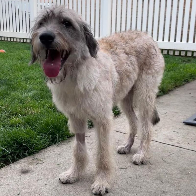 Irish Wolfhound