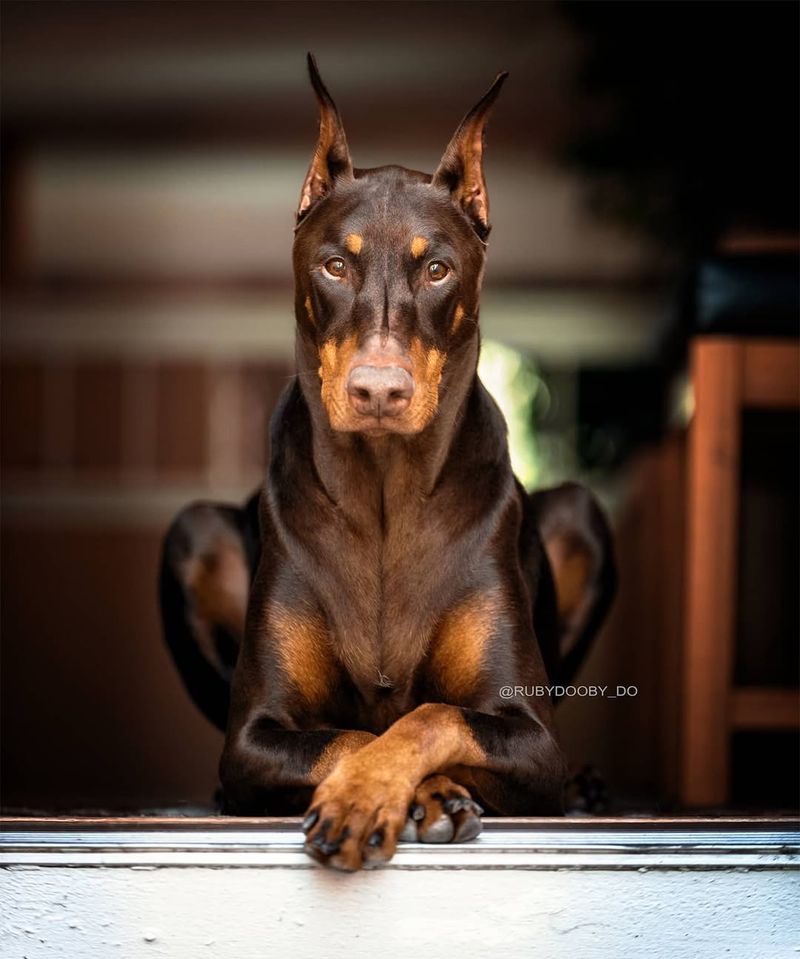 Doberman Pinscher