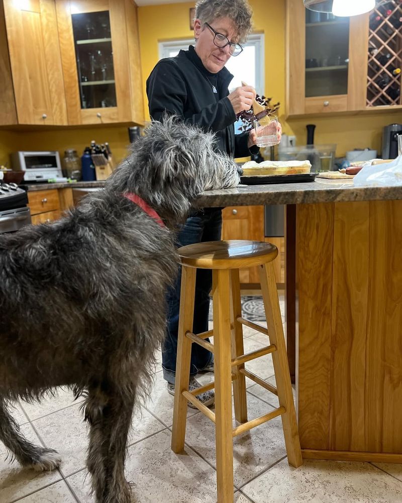 Irish Wolfhound