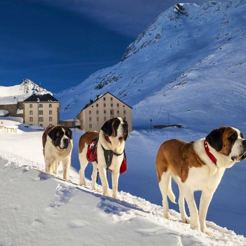 Saint Bernard