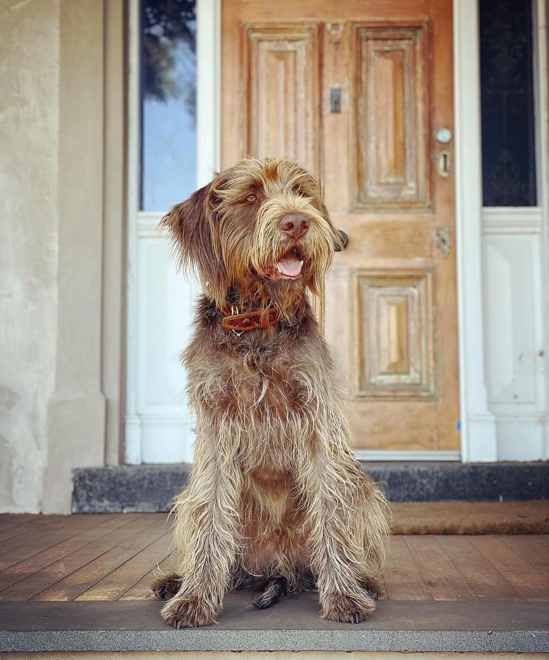 Wirehaired Weimaraner