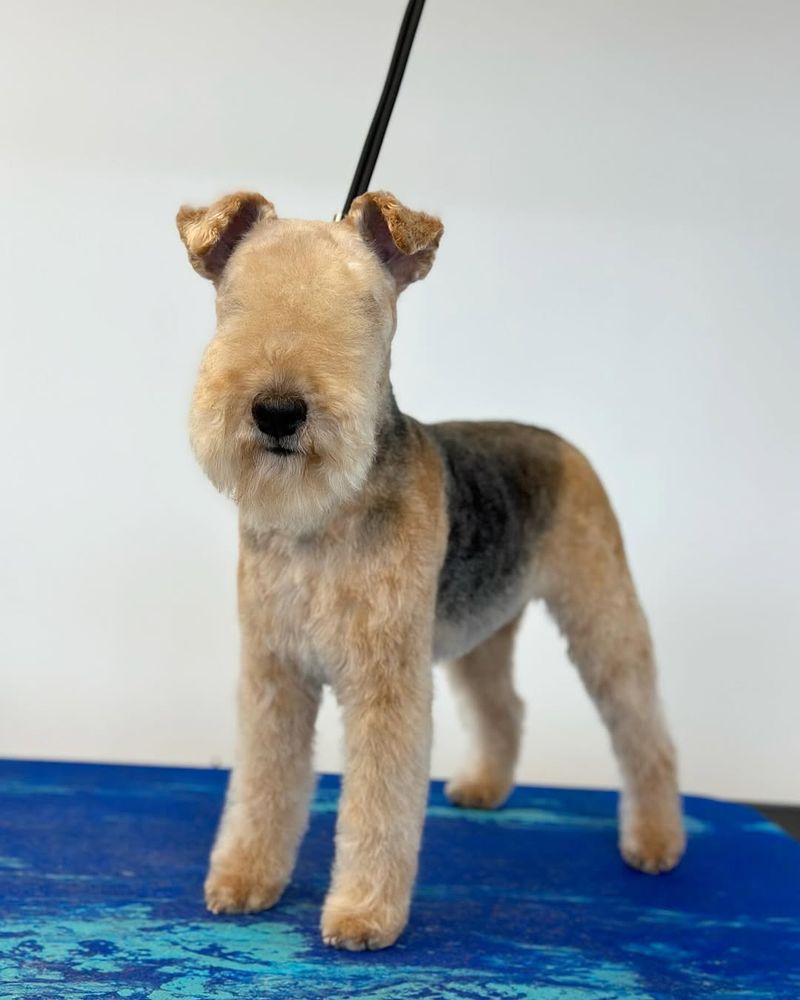 Lakeland Terrier