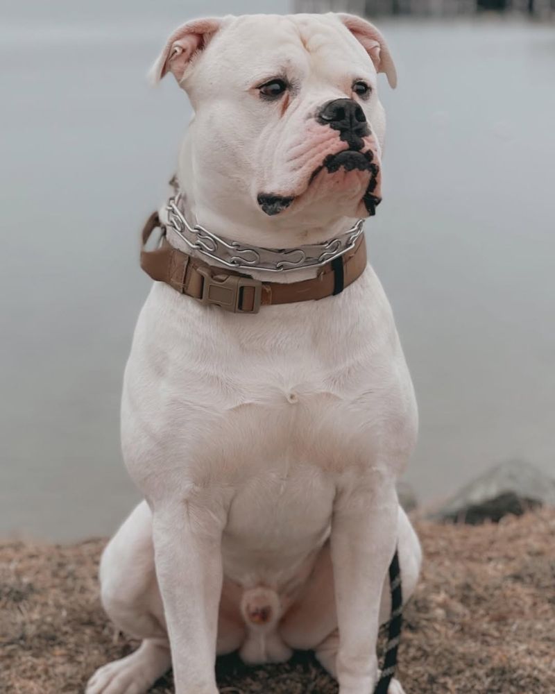 American Bulldog