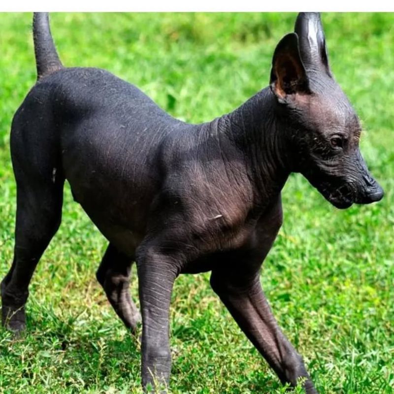 Xoloitzcuintli