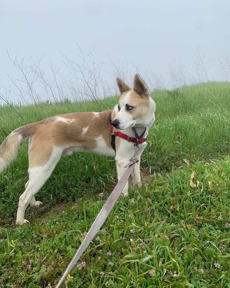 Norwegian Lundehund