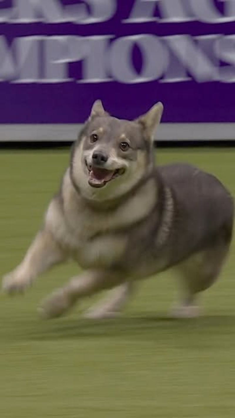 Swedish Vallhund