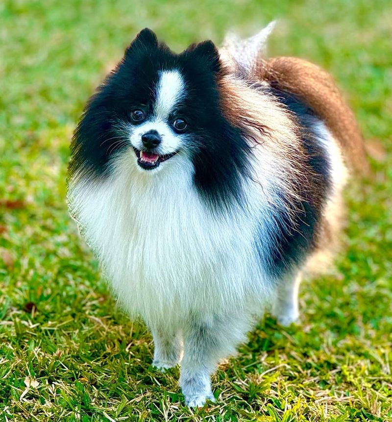 Pomeranian