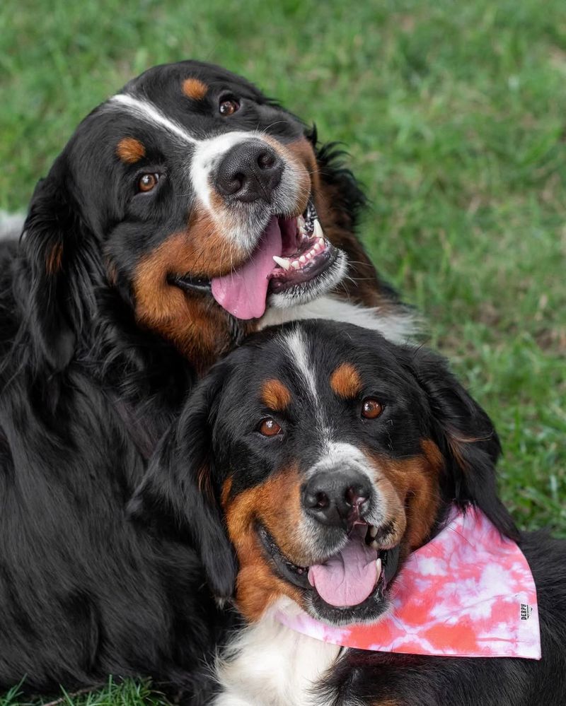 Bernese Mountain Dog