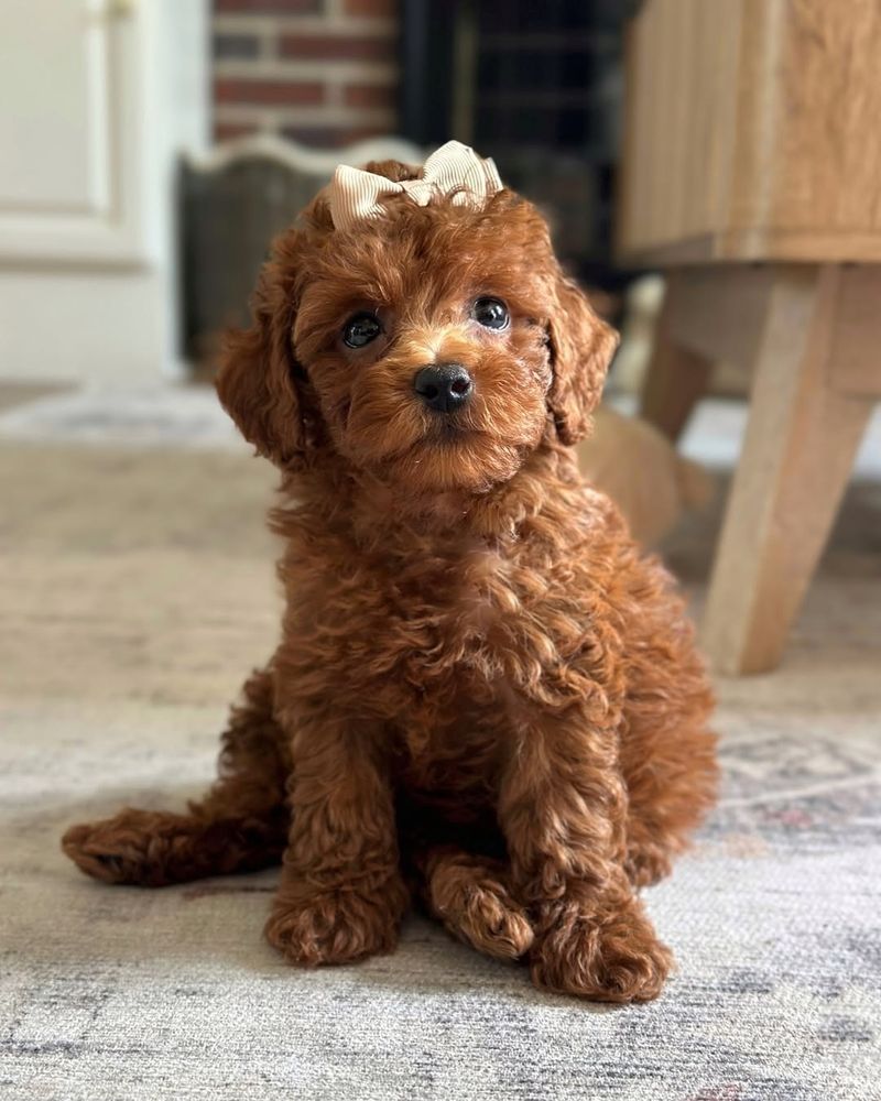 Toy Poodle