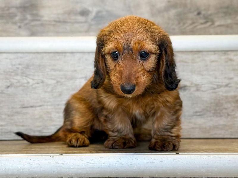 Dachshund