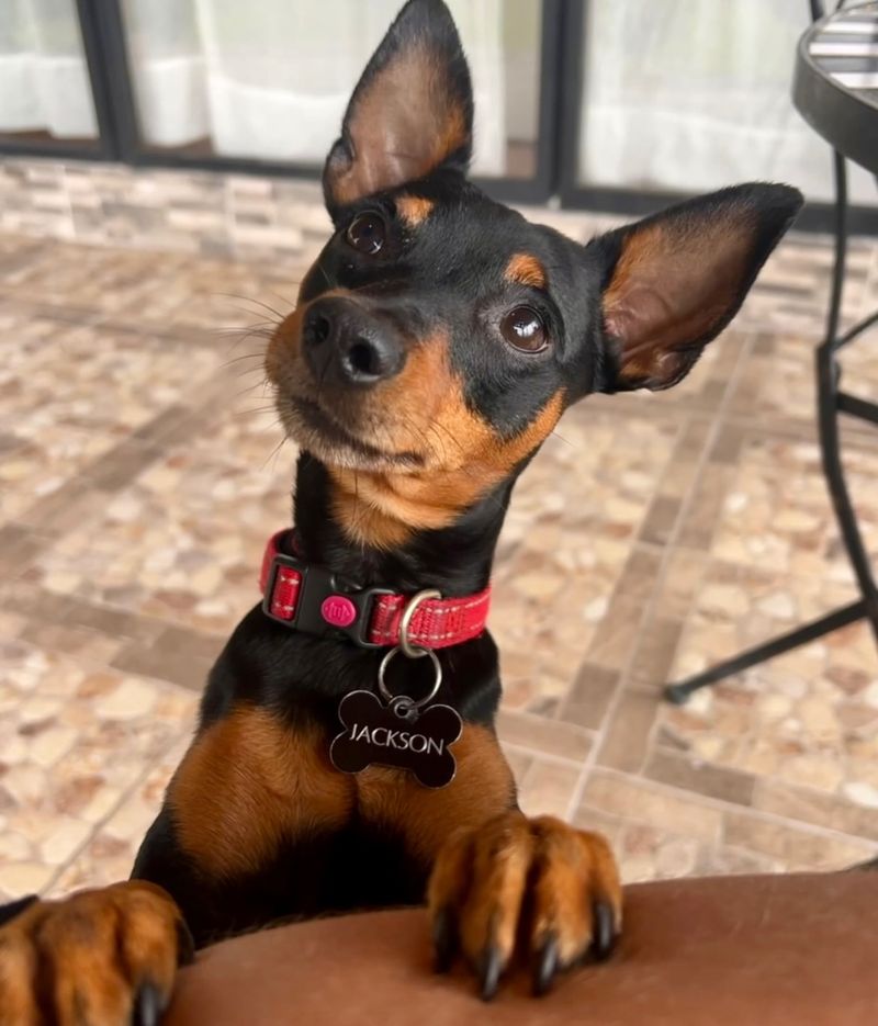 Miniature Pinscher