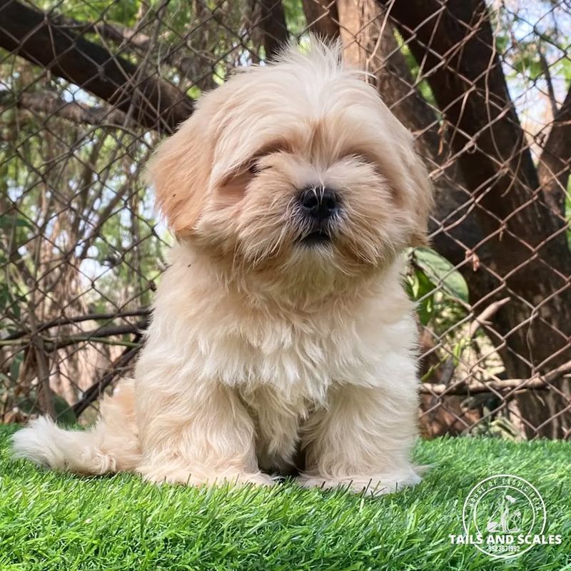 Lhasa Apso