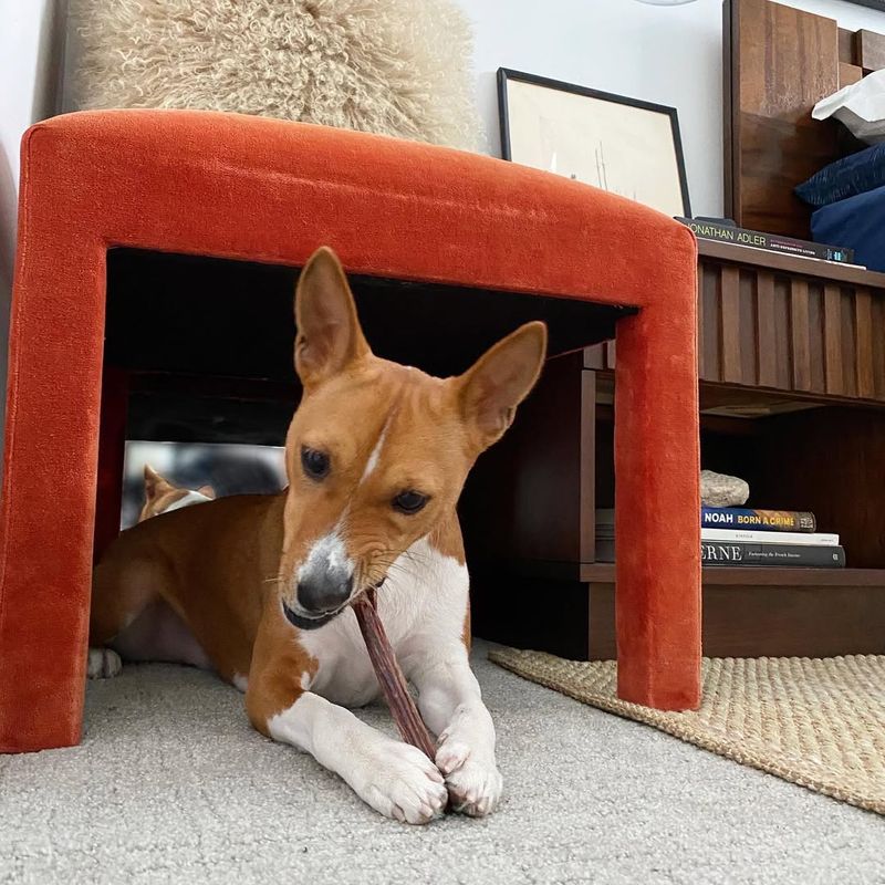 Basenji