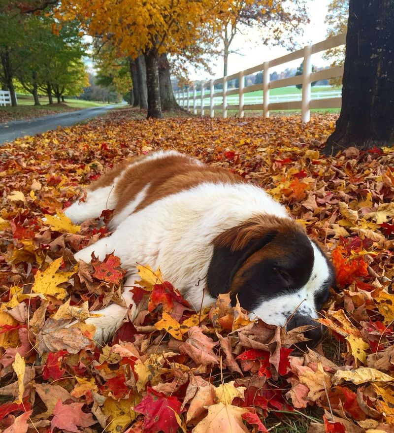 Saint Bernard