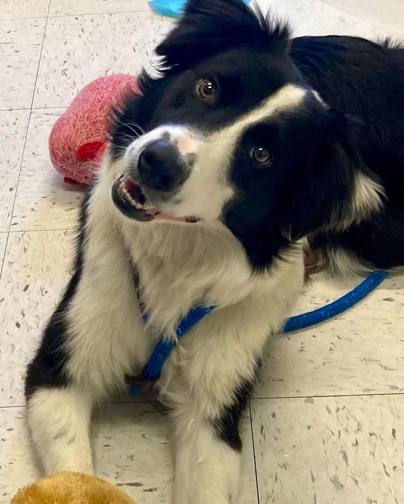Border Collie
