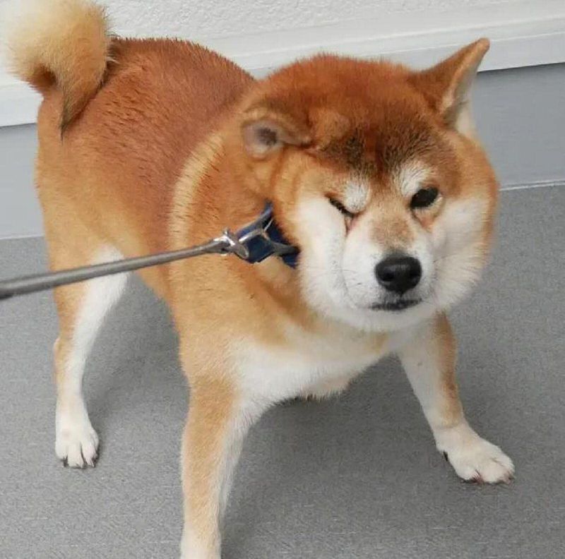 Akita
