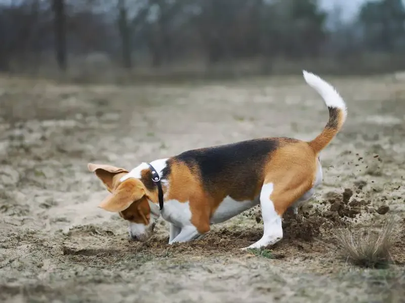 Beagle