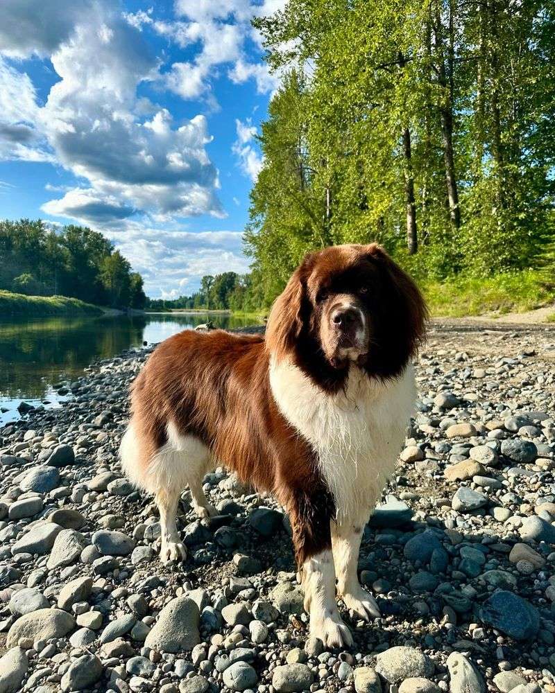 Newfoundland