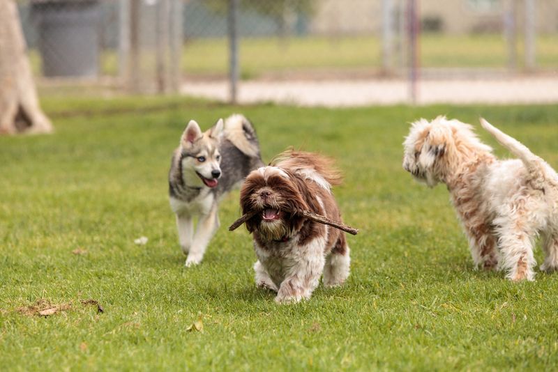 Play Dates with Friendly Dogs