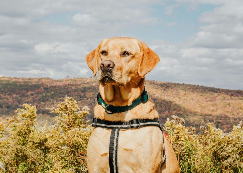 Labrador Retriever