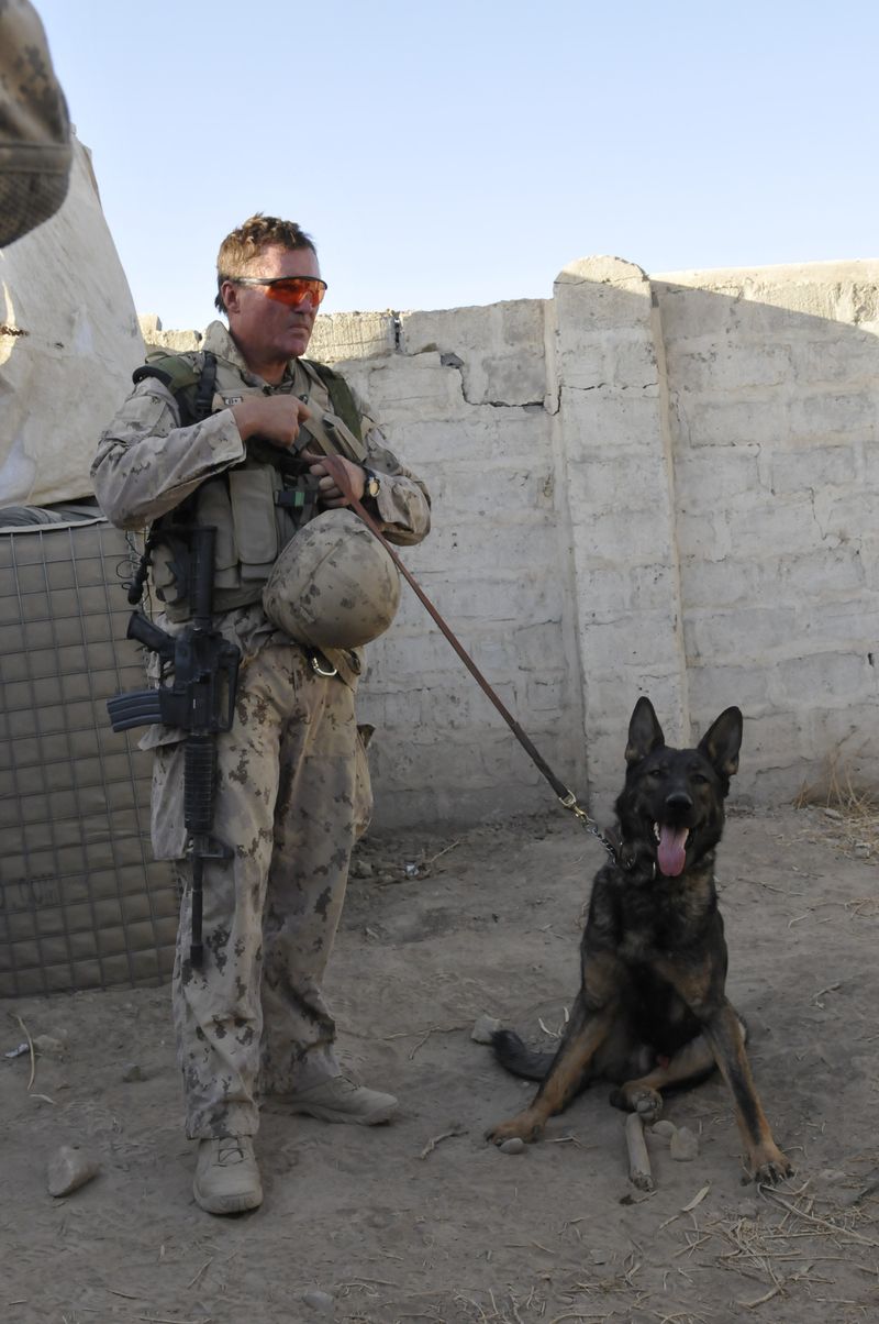 Explosive Detection Dogs