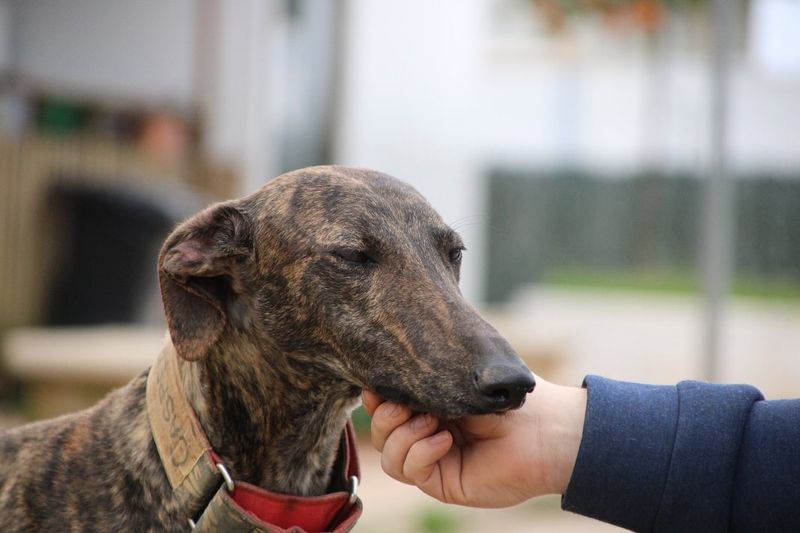 Greyhound