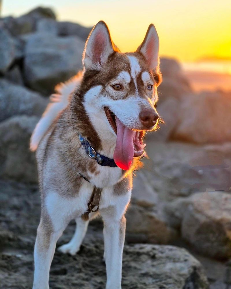 Siberian Husky