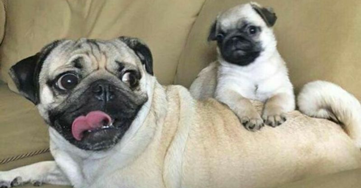 11 Dog Breeds You Can Actually Trust – Ranked from Best to Worst - Epic ...