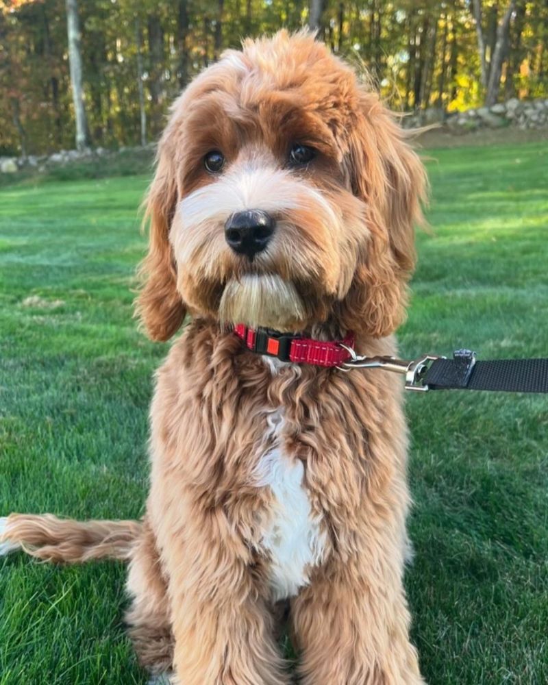 Labradoodle