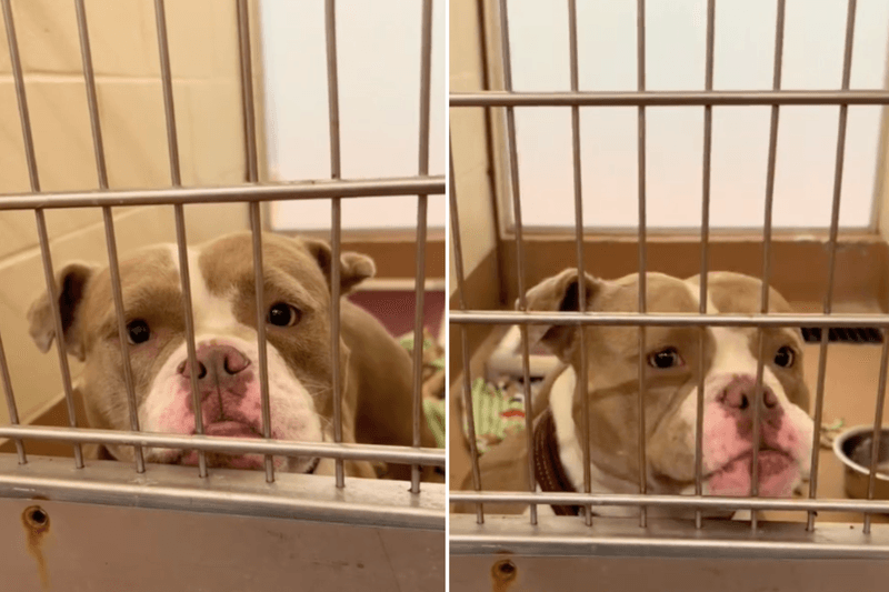 Pit Bull Terrier