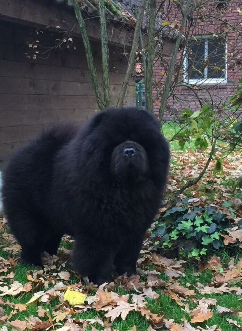 Chow Chow