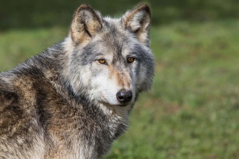 Wolfdog