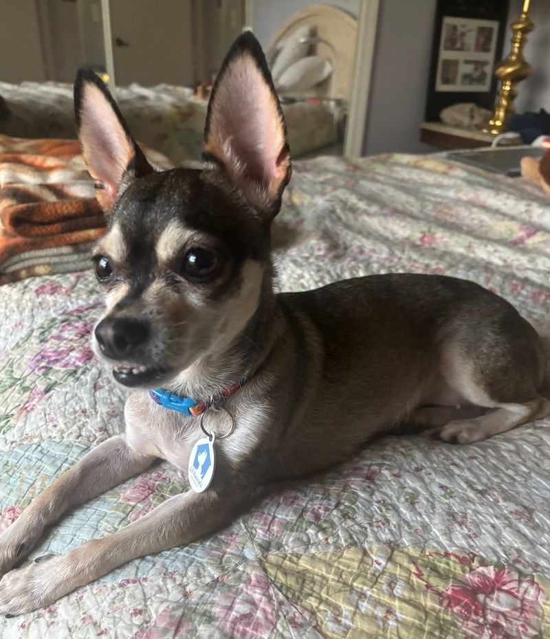 Chihuahua