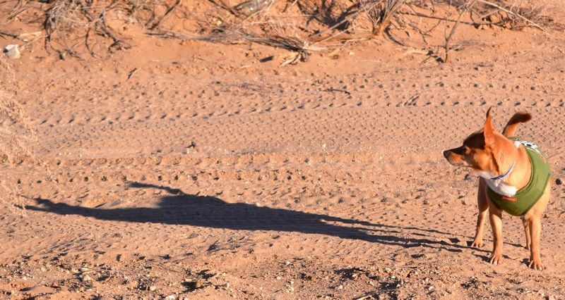 Chihuahua's Ancient Lineage