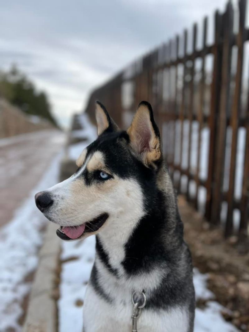 German Shepherd-Husky Mix (Gerberian Shepsky)