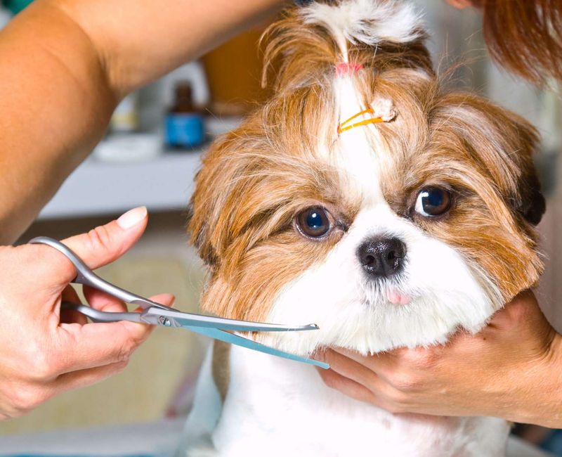 High Grooming Needs