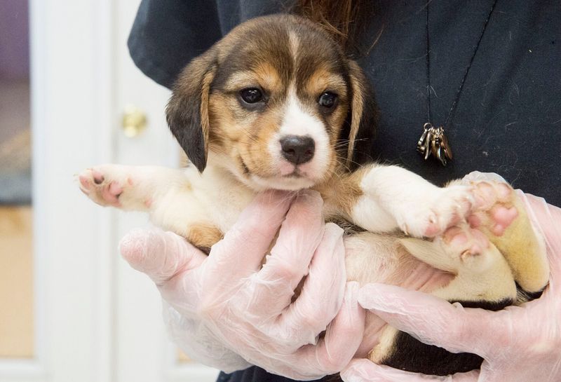Baxter the Brave Beagle