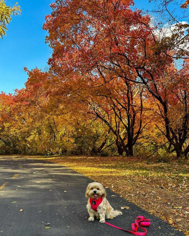 A Memory-Filled Walk
