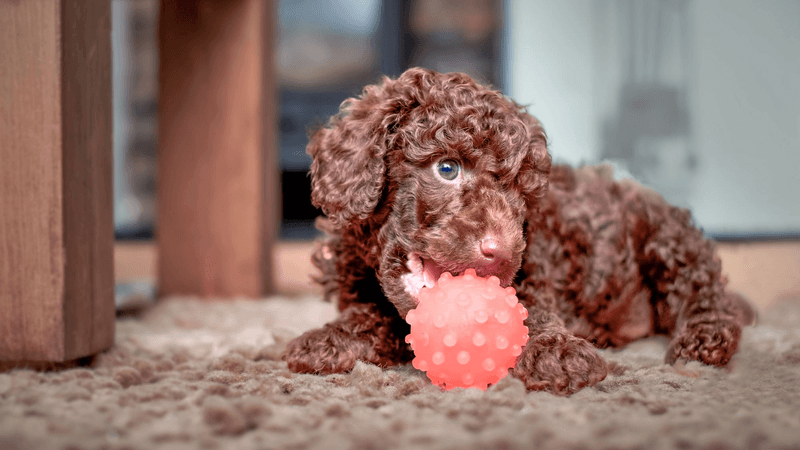 Poodle