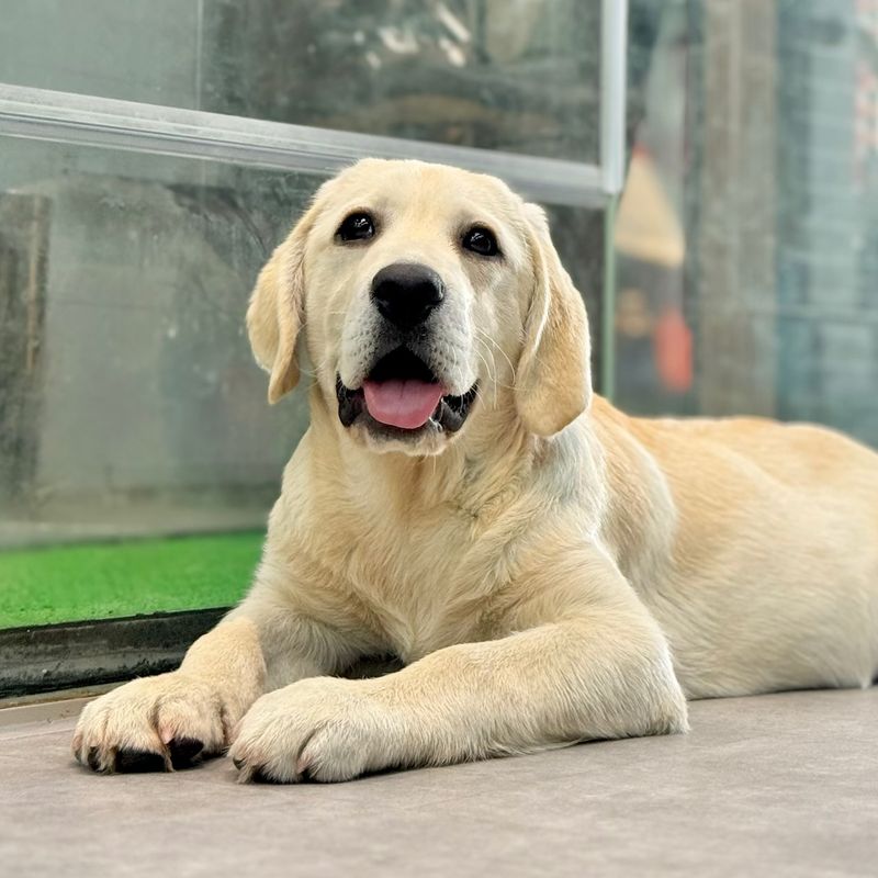 Labrador Retriever