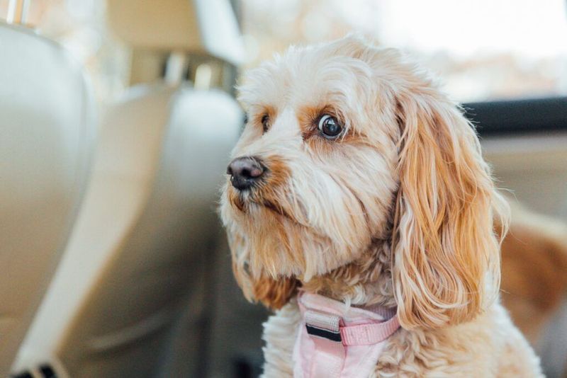 Understanding Dog Body Language