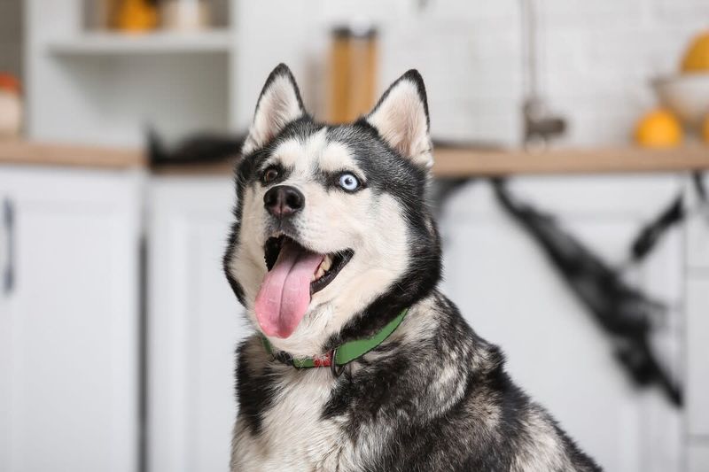 The Tail Wagging Welcome