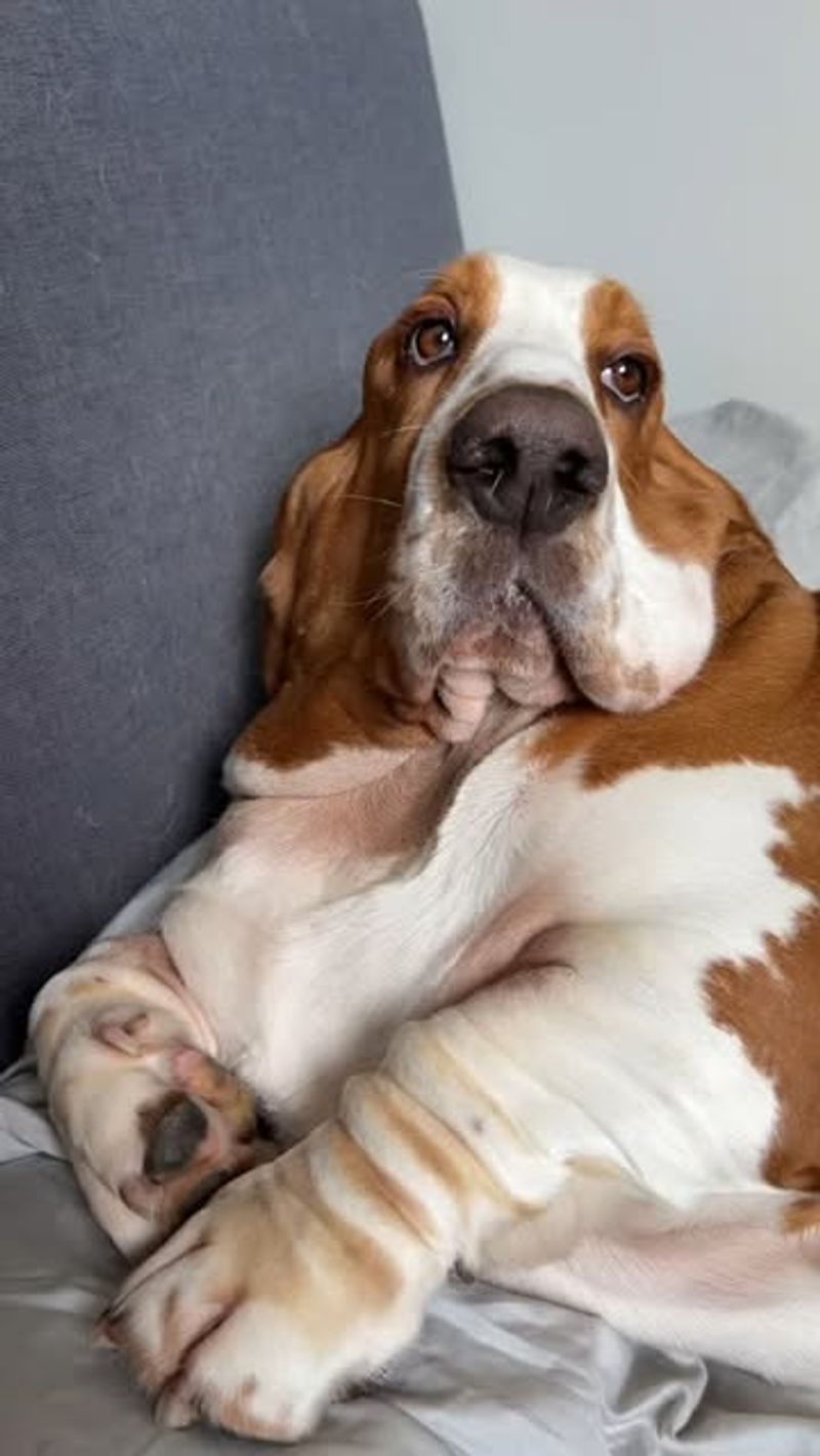 Basset Hound